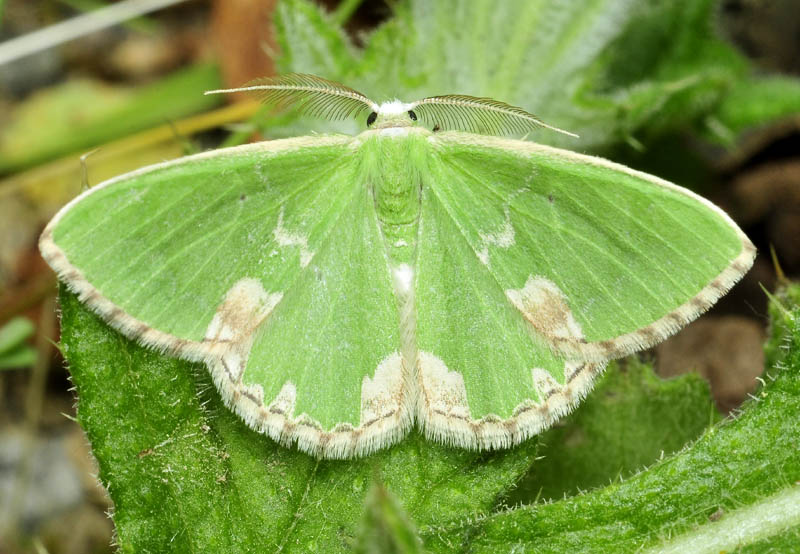Geometride  verde